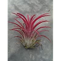 Tillandsia Ionantha ‘ Rubra ’Planta. Aire Planta - Popular en Chelsea Este Año